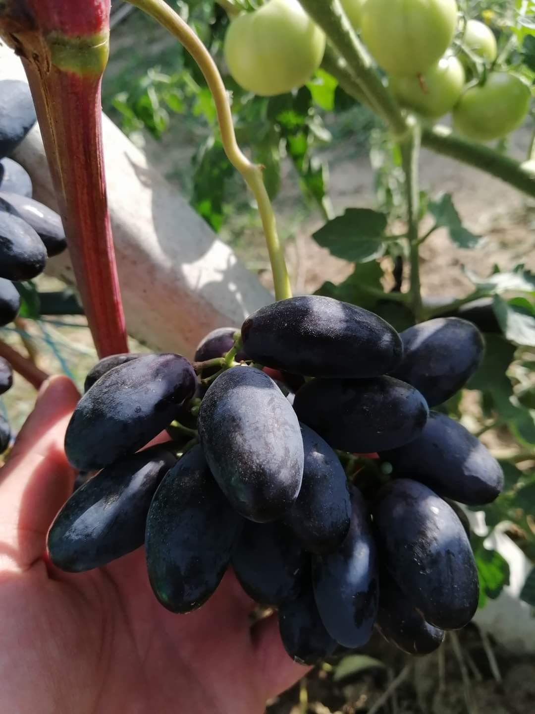 Velika vita de vie anul 3 la ghiveci