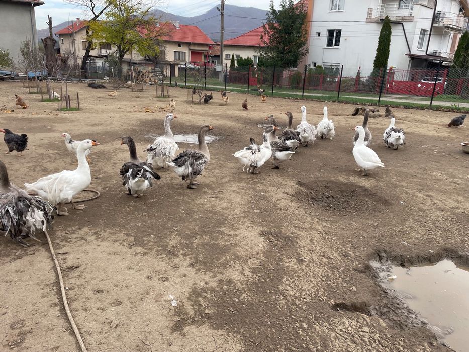 Продавам млади гъски