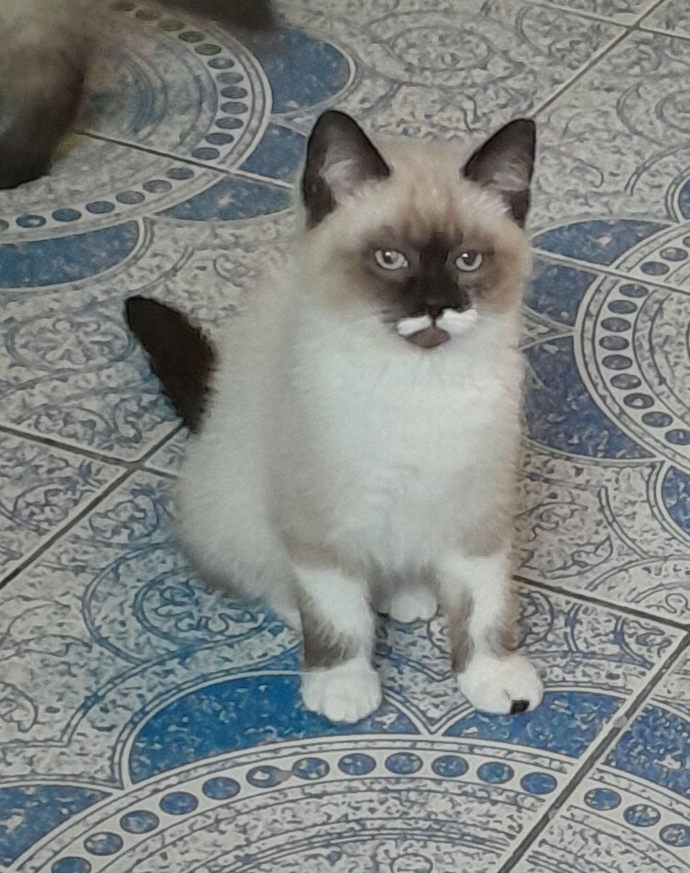 Коте момче порода Регдол