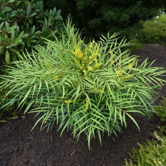 Махония (Mahonia soft caress)