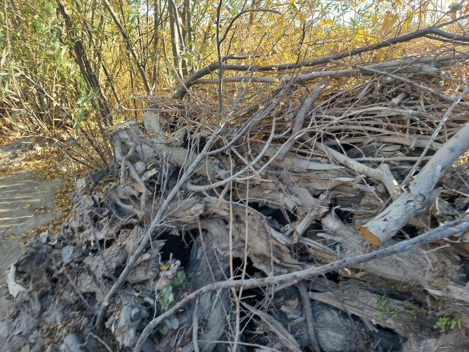 O'tinlar xolati zor quruq