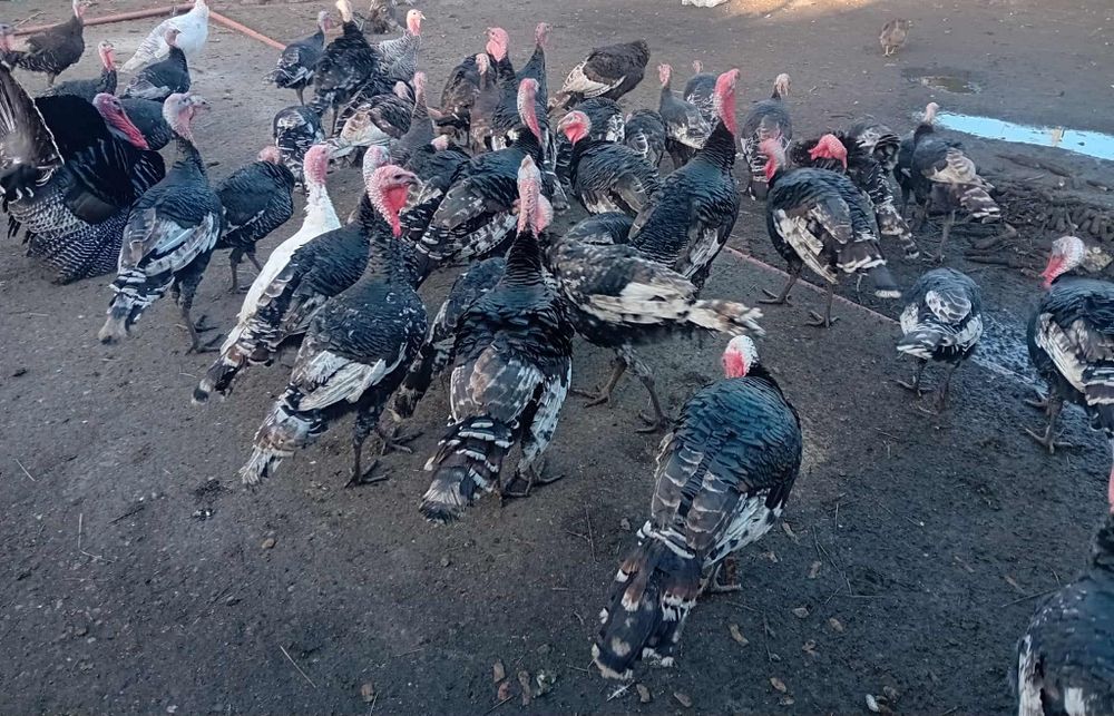 Домашни пуйки гр.хасково