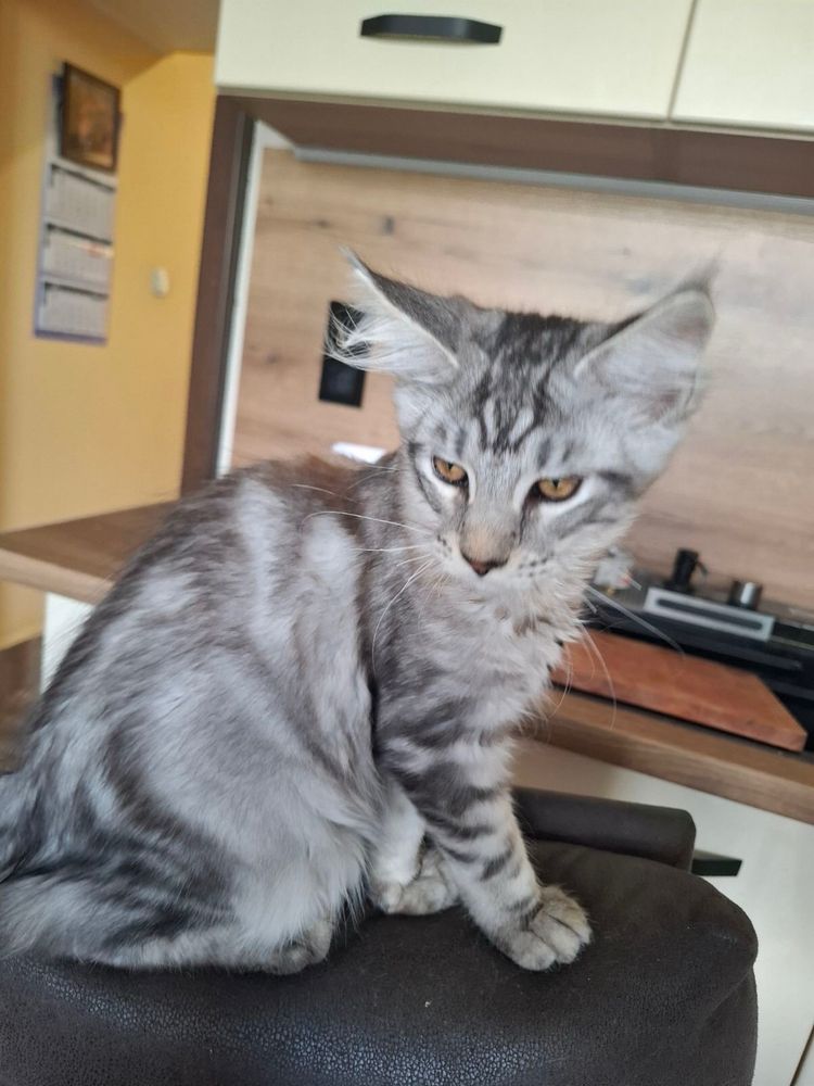 Мейн Кун/Maine Coon/котенца/коте/котки