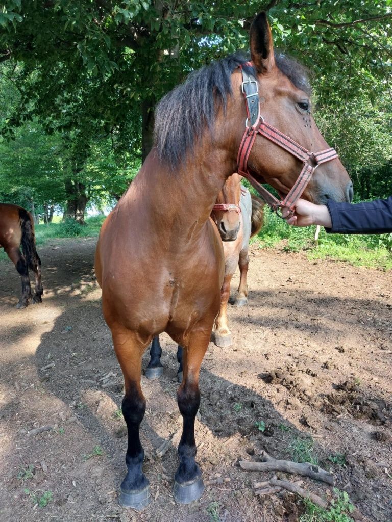 Vand iapa , mai multe detalii in privat