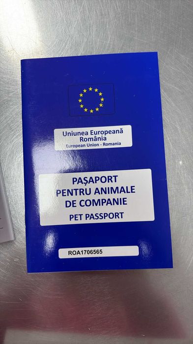 Bichon Maltez talie mică – 2 luni, mascul, pedigree, microcipat