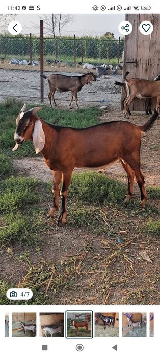 Vand Tapi anglonubieni cu pedi gree pentru reproductie  la 10 luni