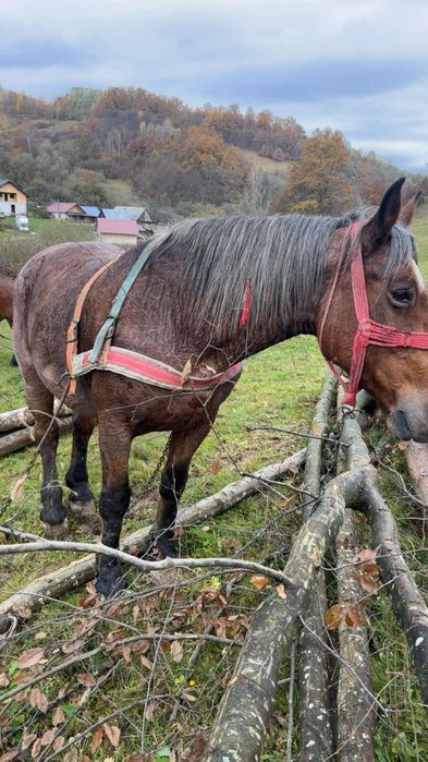 Vând iapă de 8/9 ani