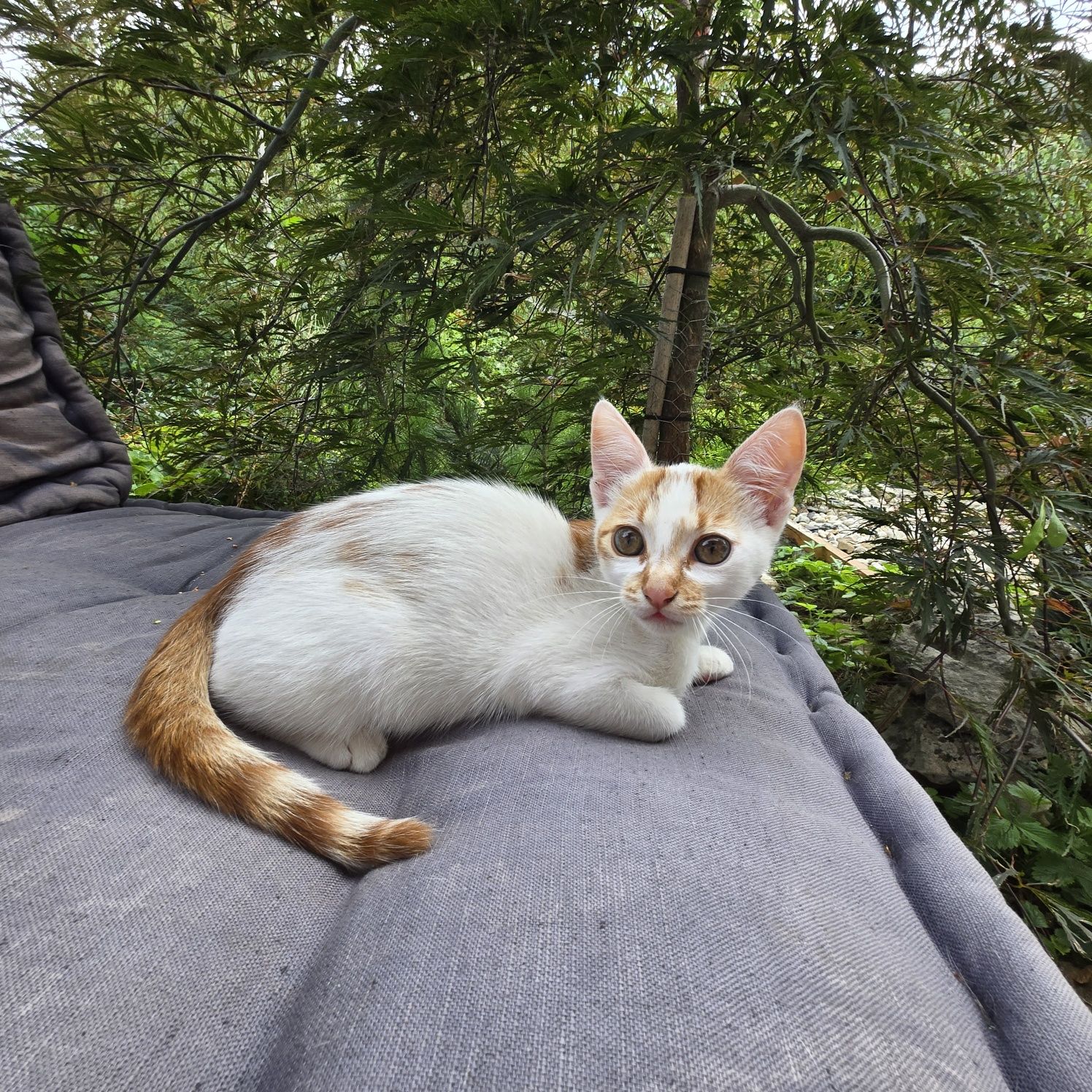 Коте на 3м. търси дом
