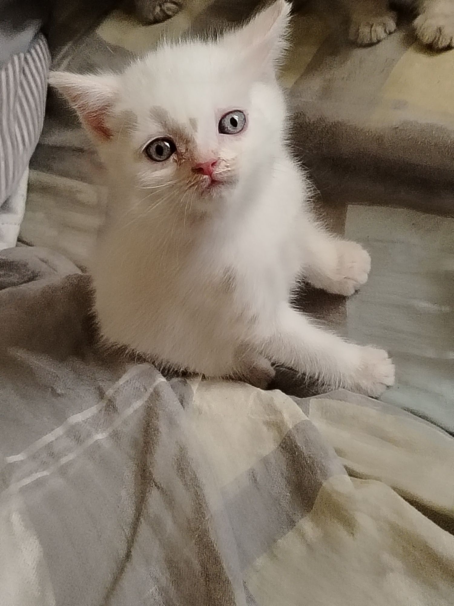 Продаются прекрасные котята