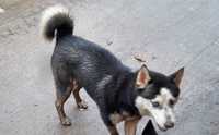 Catea Husky blanda,2 ani