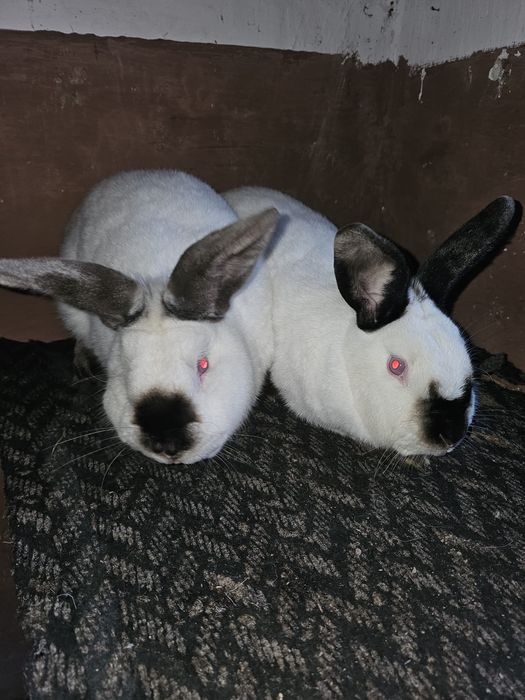 Californian de vânzare