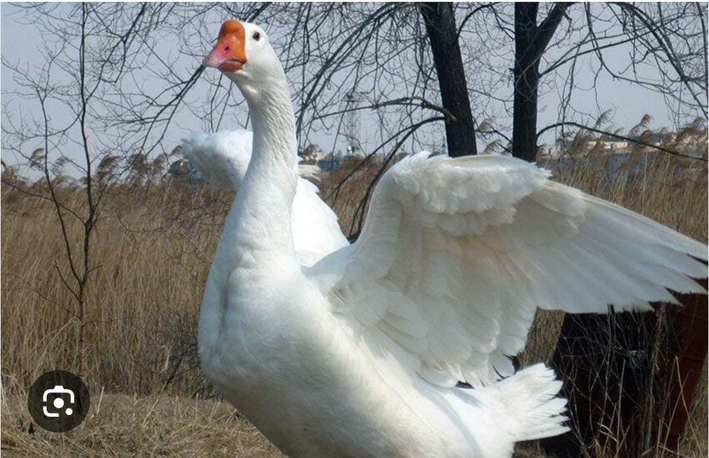 Продам  Гуси или обмен