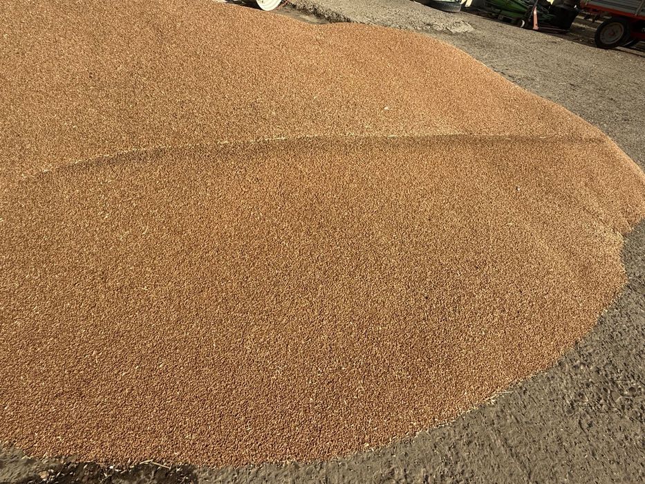 Vând grâu panificație,recolta 2025, circa 15T