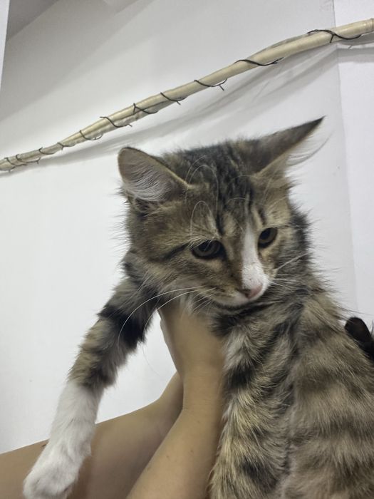 Отдам даром в ответсвенные руки