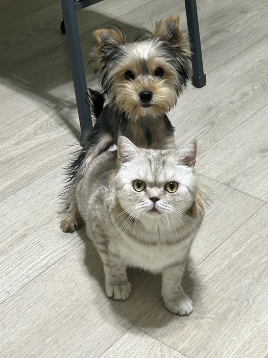 Продам йорка мальчика желательно парой