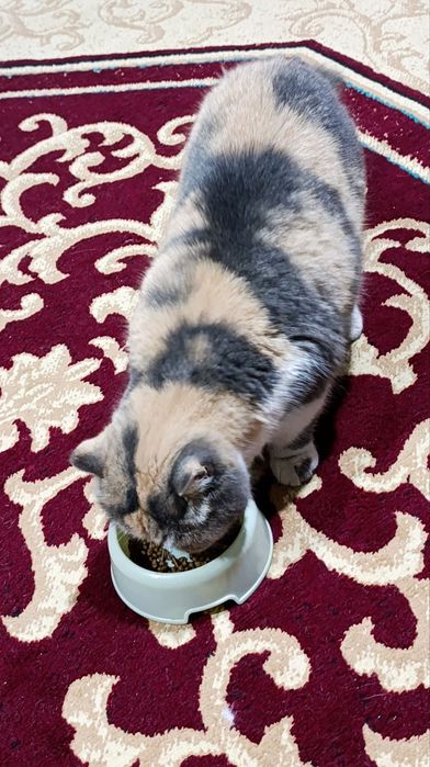 Срочно продается кошка, персидская порода