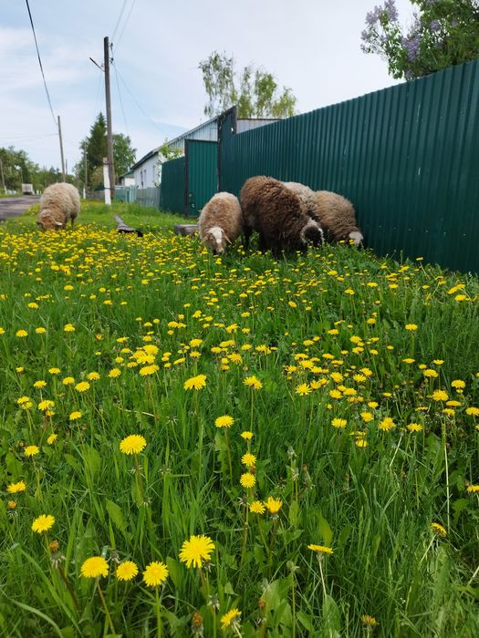 Продам дом все по телефону