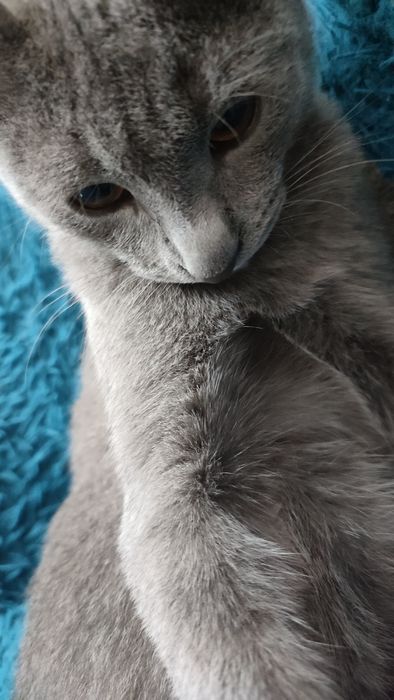 Отдам кота в добрые руки