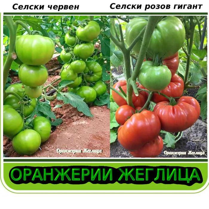 Домашни семена от селски червен и селски розов домат