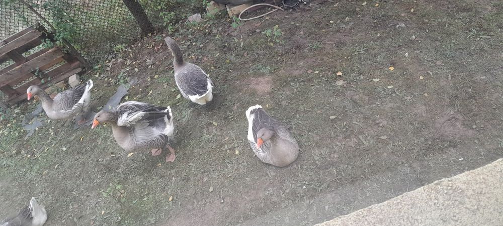 Gâște 6-7 kg tăiate