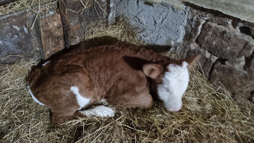 Vând vițel de  o săptămână