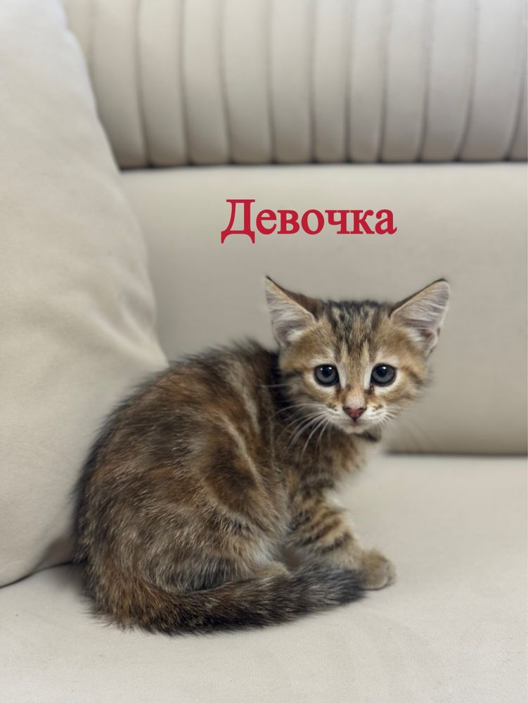Отдам котят в добрый руки