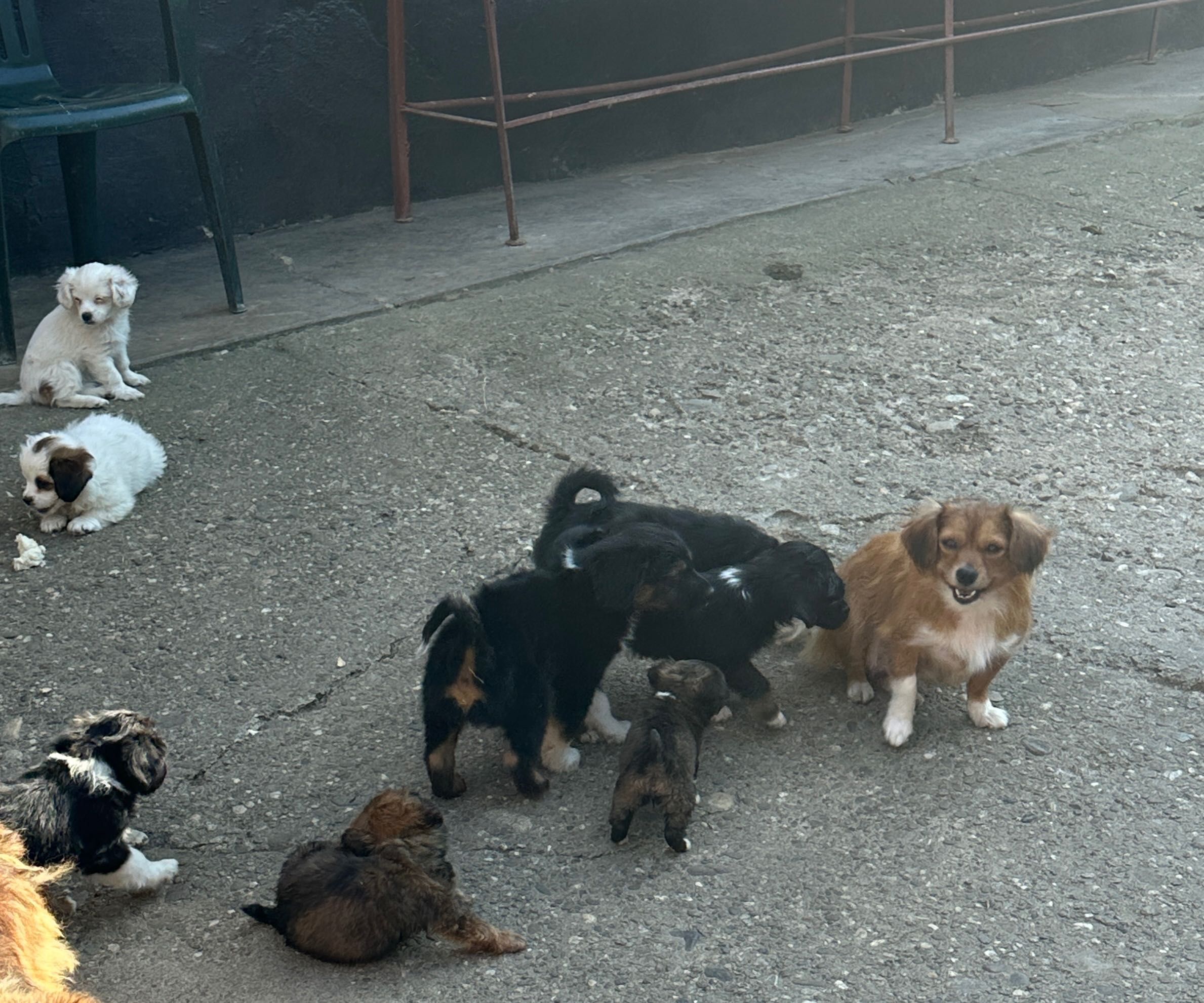Câinii spre adopție