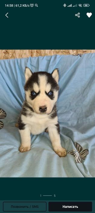Продам щенков сибирский хаски, рассрочка каспи