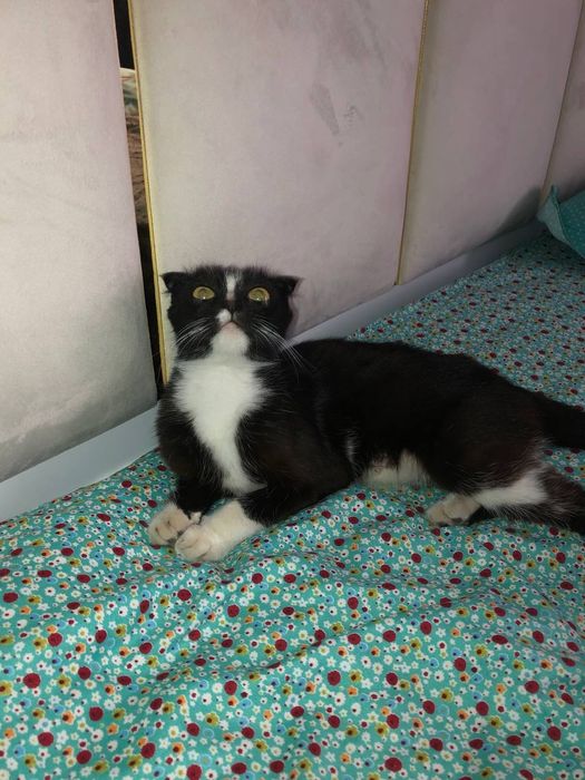 Весеолуха Скотиш фолд срочно продаю