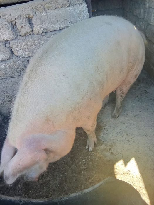 Porc 300 kg mai multe det de discutam la tel