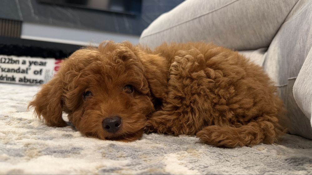 Mascul pudel toy / poodle toy