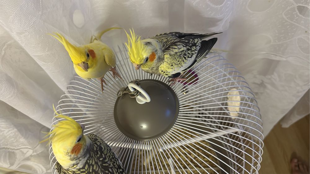 Vând nimfe plus colivie