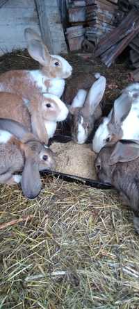 Vând iepuri de diferite vârste, rase și culori in Deva-Arad-Timisoara