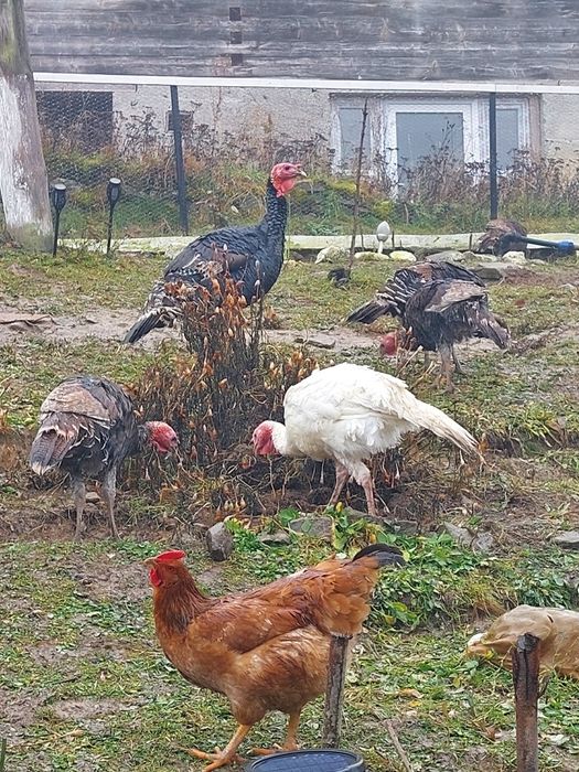 Vand curci si curcani