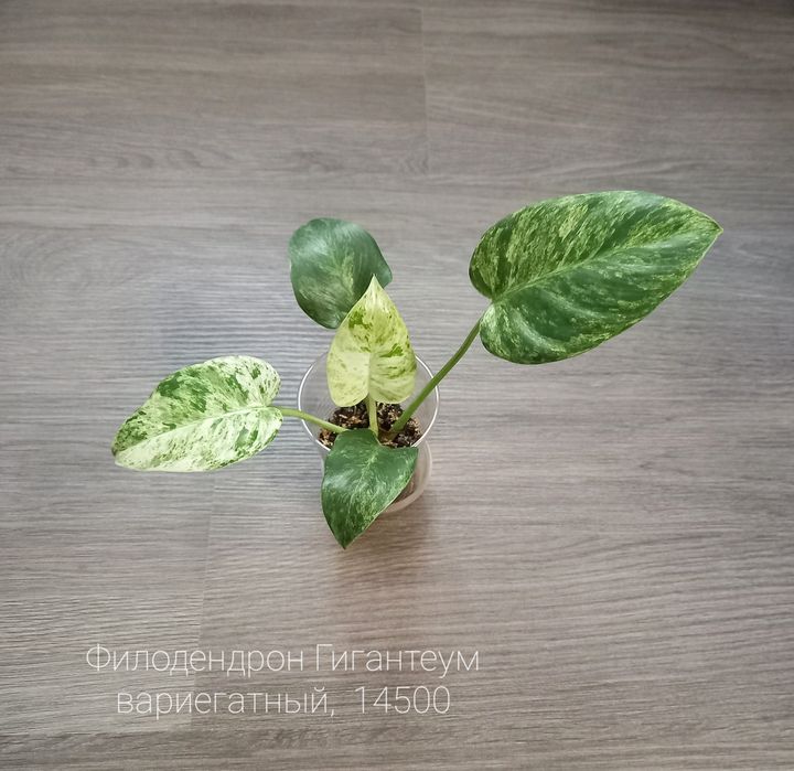 Фикус Нью клон, растение, цветы