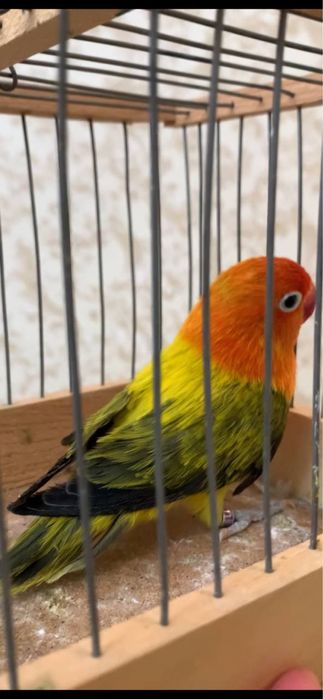 Nerazluchka nerazushka qushlarimiz sotuvda