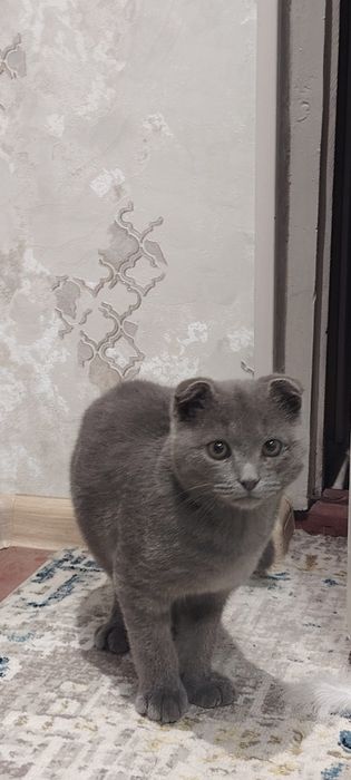 Шотландская вислоуха  Скоттиш Фолд