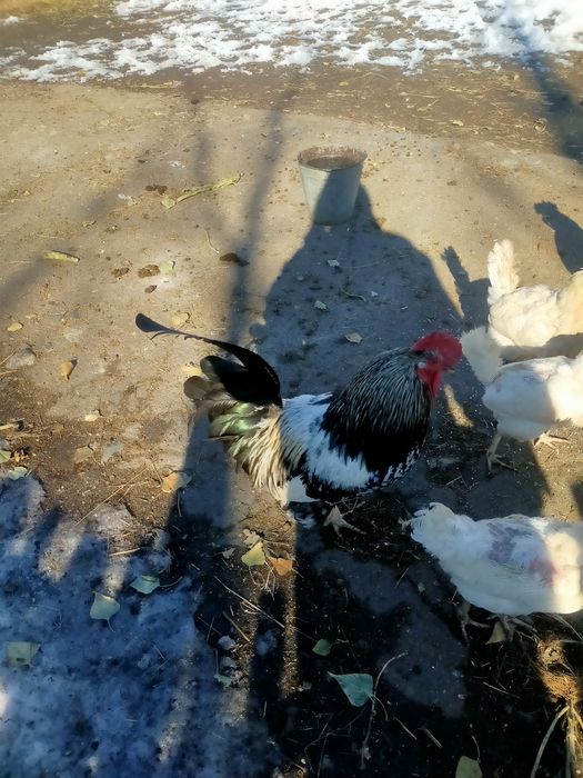 Продам  петухов ...