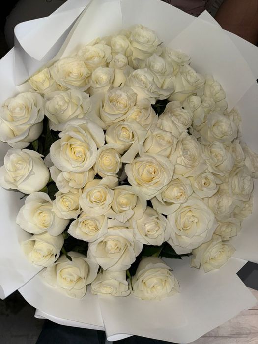 свежие,белые,голландские,метровые розы