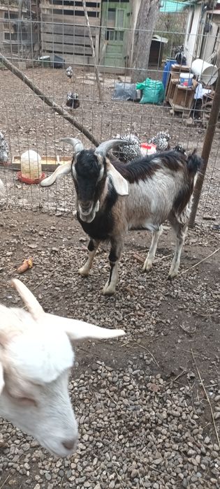 Tap metis anglonubian