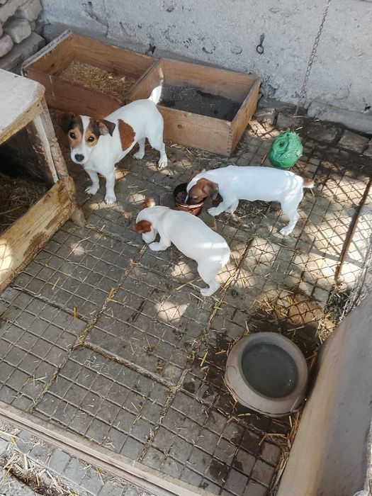 Джак Ръсел териер