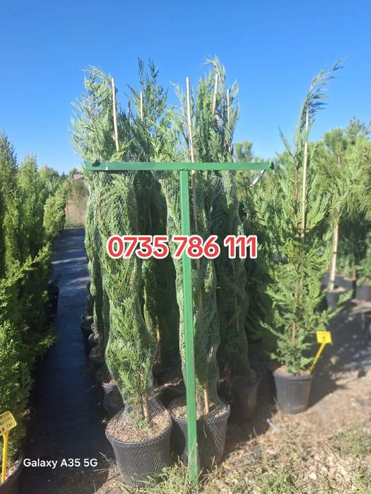 Vând tuia leylandii chiparos la oferta asiguram livrare gratuita