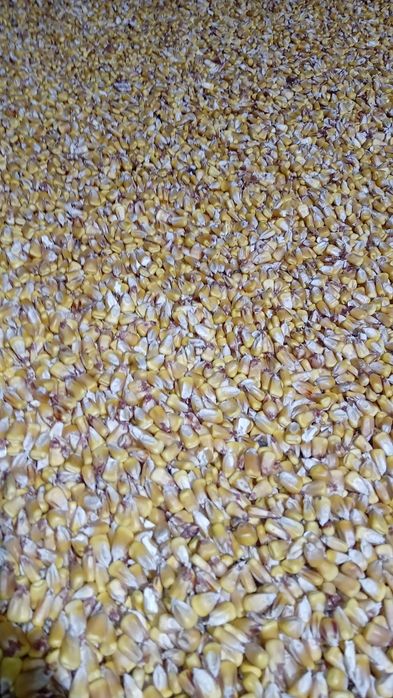 Porumb boabe productie 2025