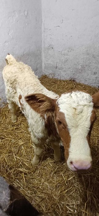 Vand vitea baltata din vaca buna. Are 5 zile