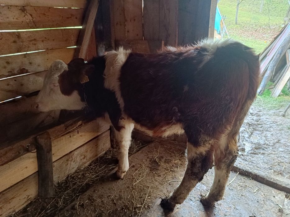 Vând vițea bălțată