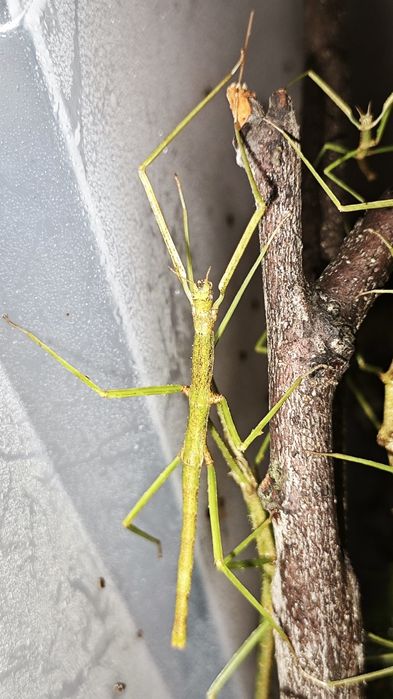 Анамски (виетнамски) пръчици