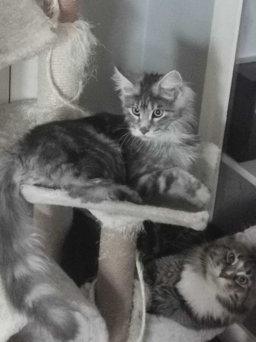 Мейн Кун.Мъжко.Чистокръвно