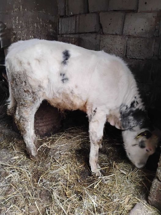 Vand 2 vitei taurasi