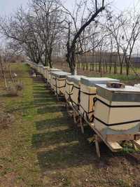 Vand 10 familii de albine cu tot cu lada inclusa in pret