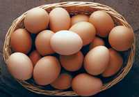Продаются домашние гусиные яйца. goz tuxumlari